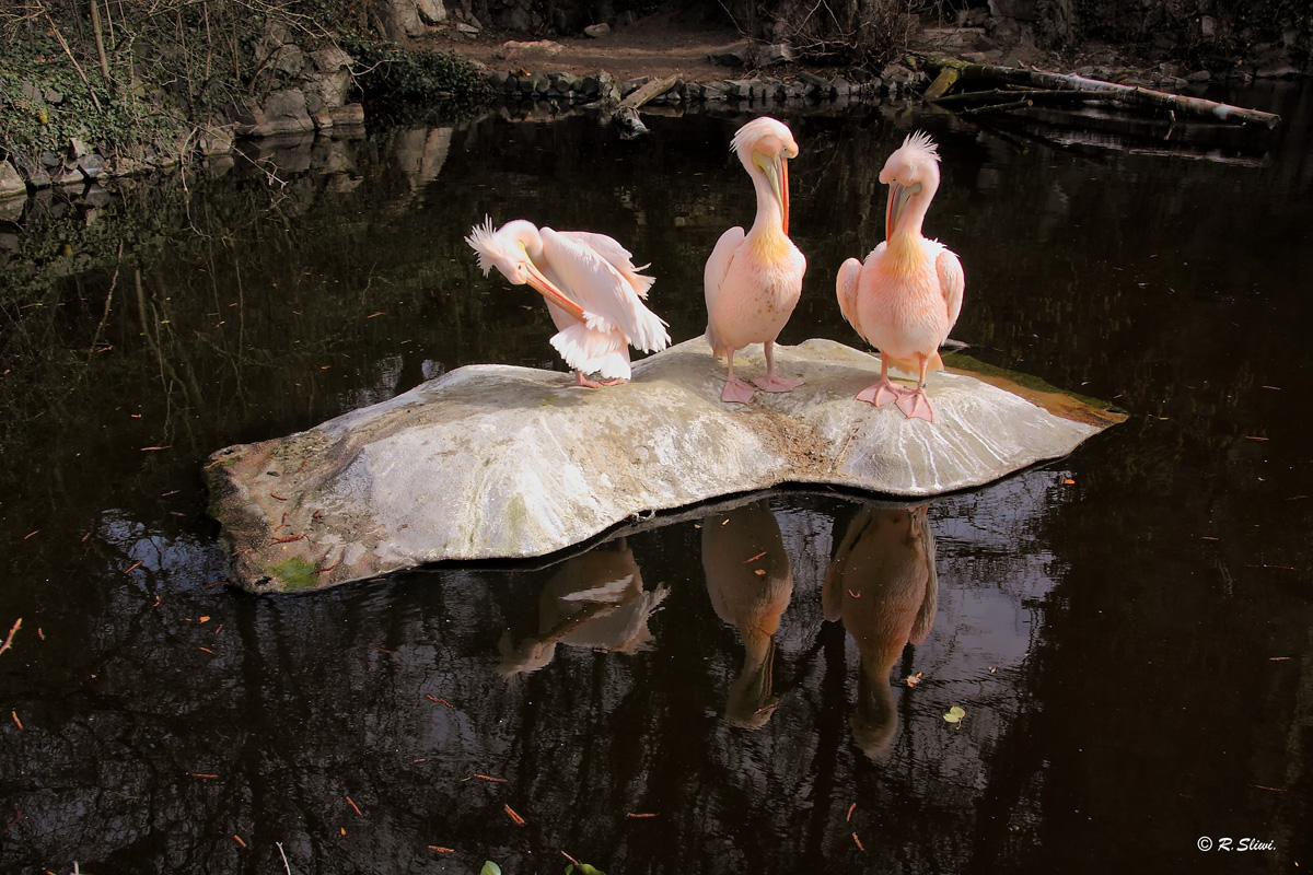 Pelikan gespiegelt