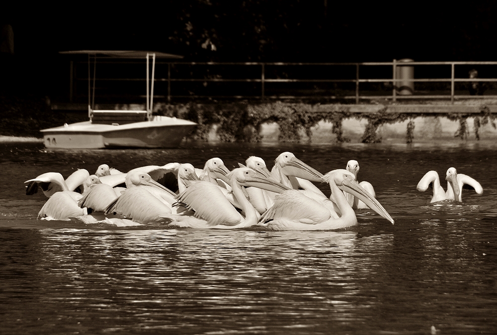 Pelikan-Gruppe