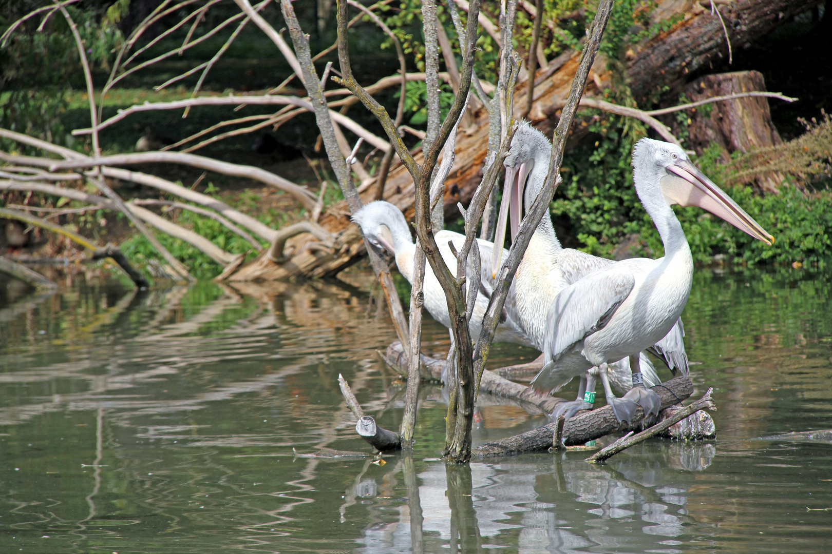 Pelikan hinter dem Gebüsch im Zoo Heidelberg