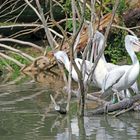 Pelikan hinter dem Gebüsch im Zoo Heidelberg