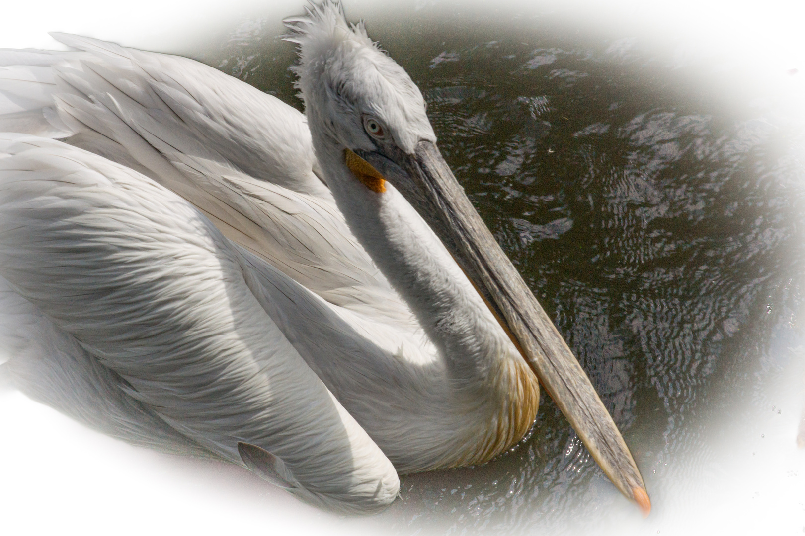 Pelikan I - Vogelpark Walsrode