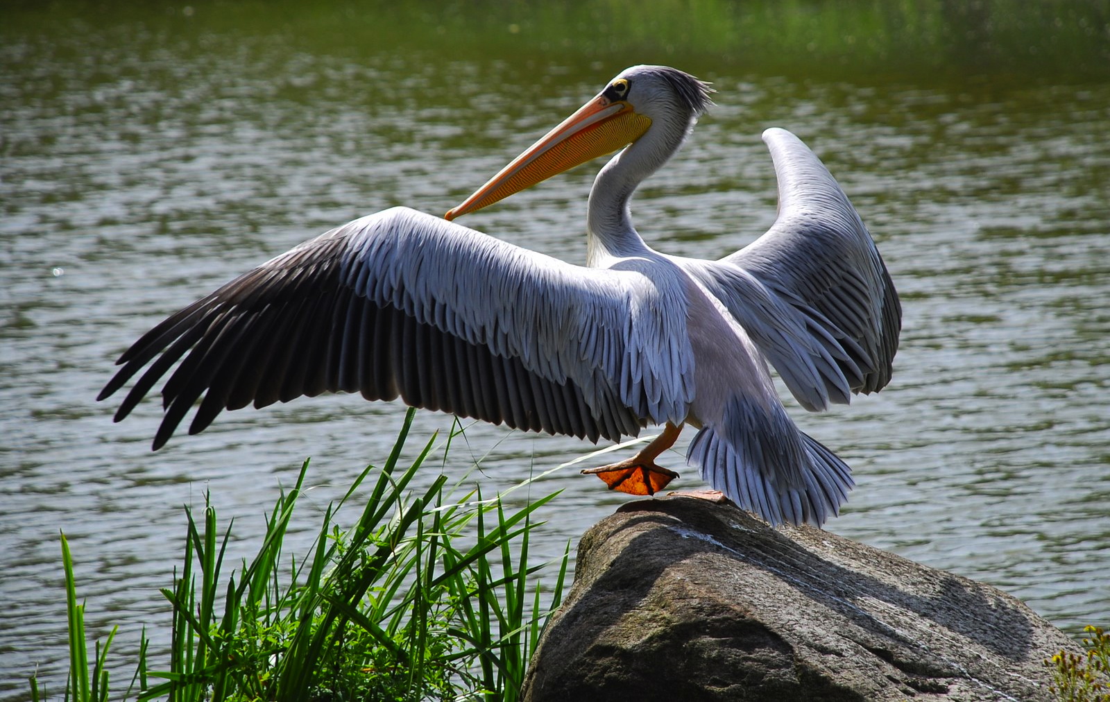 Pelikan II Foto & Bild tiere, zoo, wildpark & falknerei, vögel Bilder auf Pelikan II Foto & Bild tiere, zoo, wildpark & falknerei, vögel Bilder auf