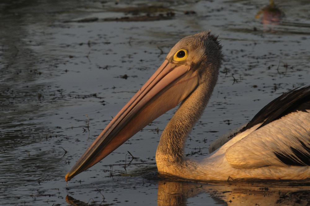 Pelikan im Abendlicht, NW-Australien