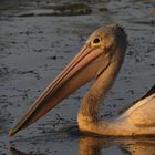 Pelikan im Abendlicht, NW-Australien