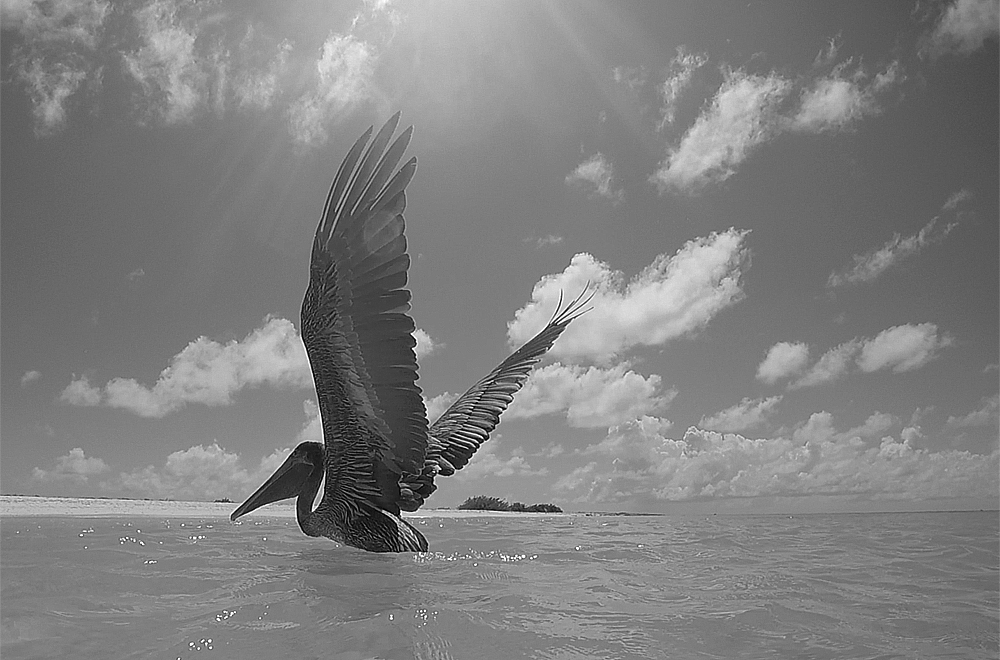 Pelikan im Abflug auf Little Curacao, Niederländische Antillen