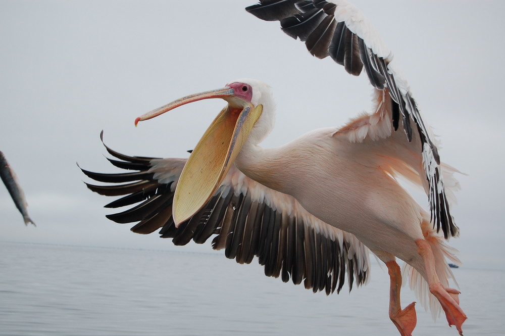 pelikan im anflug