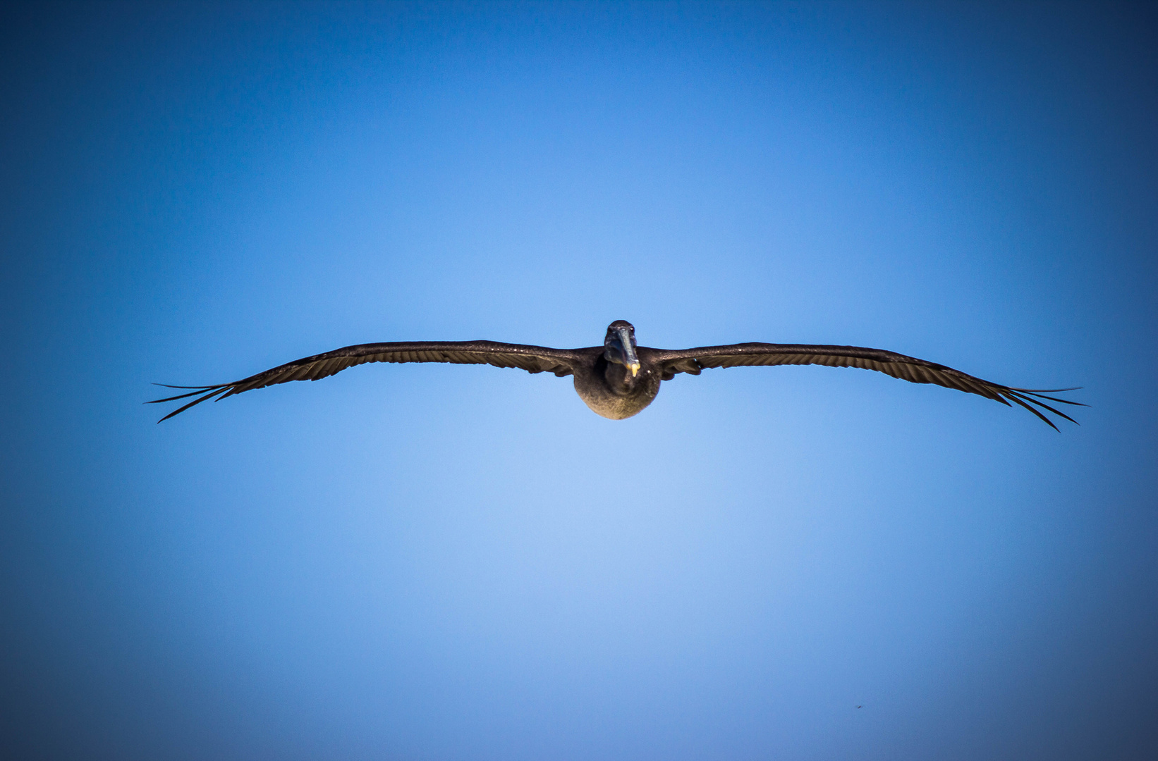 Pelikan im Anflug