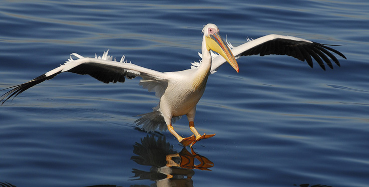 Pelikan im Anflug