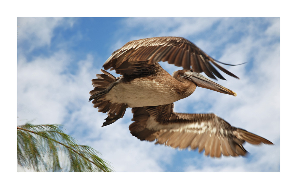 Pelikan - Im Anflug