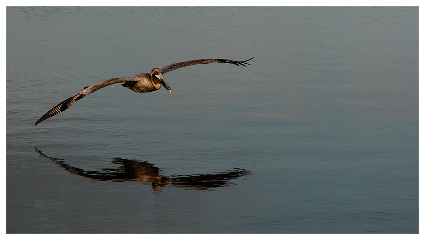 Pelikan im Anflug