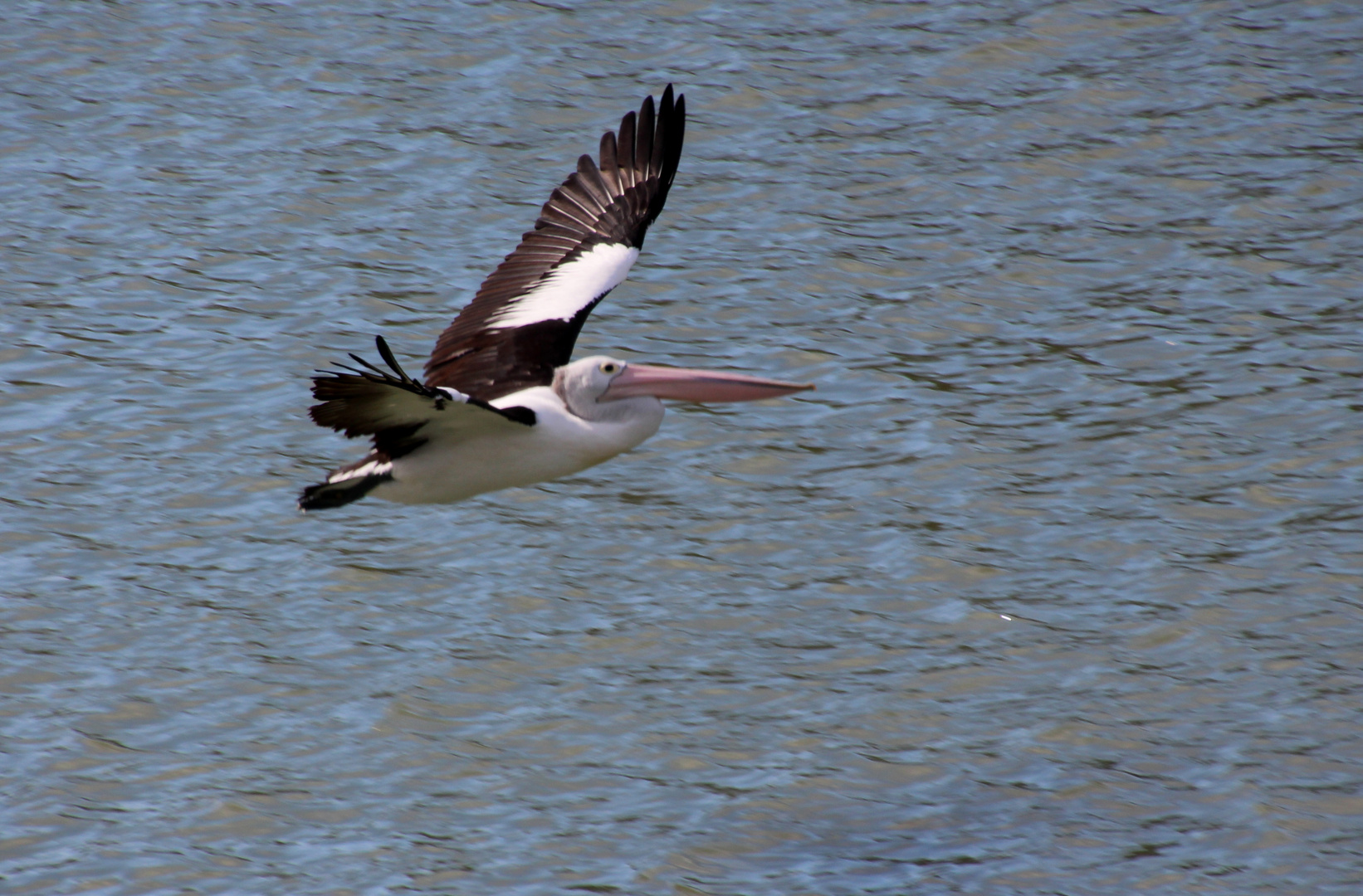 Pelikan im Anflug