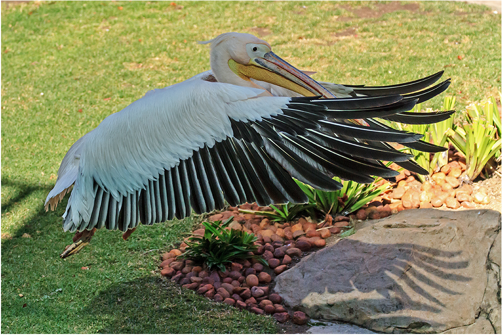 Pelikan im Anflug