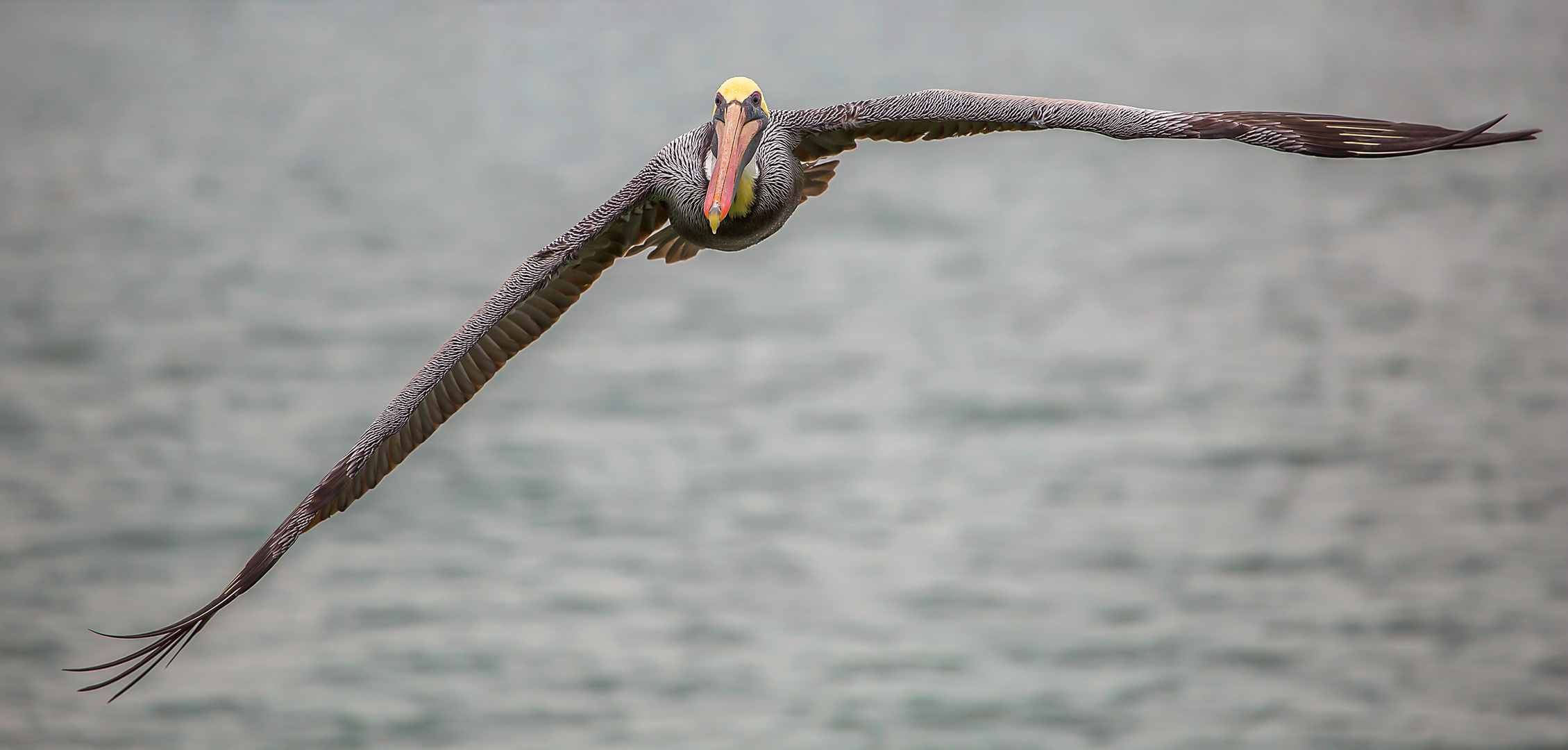 Pelikan im Anflug