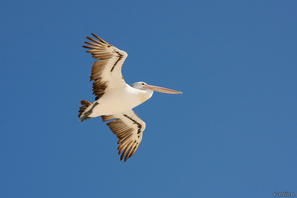 Pelikan im Anflug