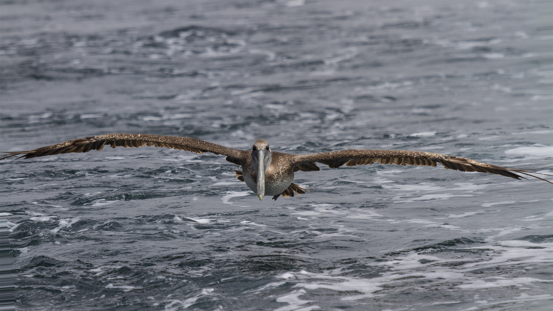 Pelikan im Anflug