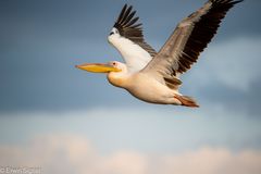 Pelikan im Anflug - Nakuru NP - Kenya