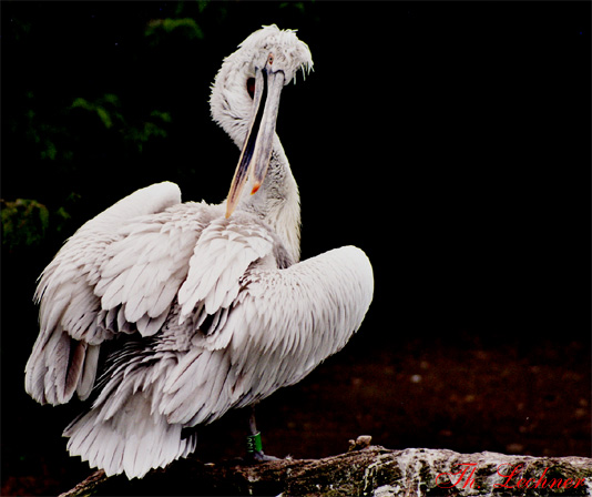 Pelikan im Augsburger Zoo