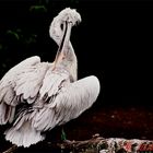 Pelikan im Augsburger Zoo