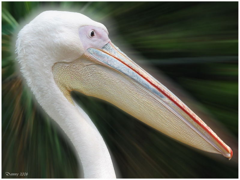 Pelikan im Baseler Zoo