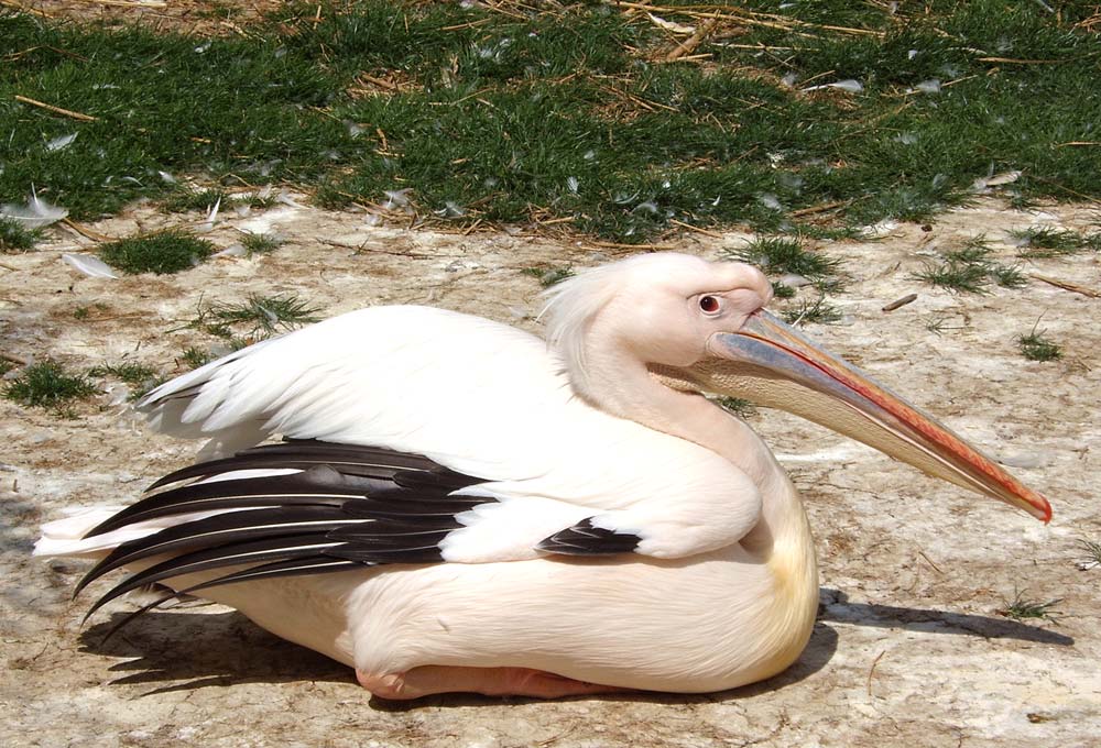 Pelikan im Basler Zolli