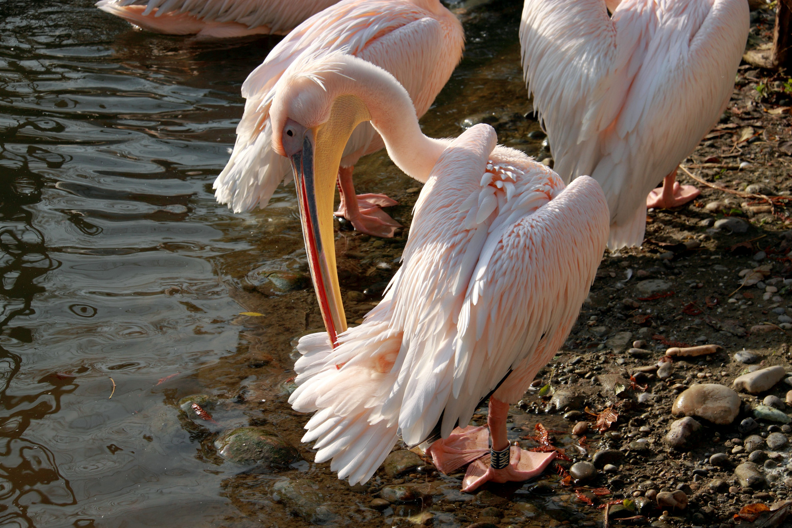 Pelikan im Basler Zoo