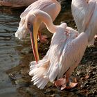 Pelikan im Basler Zoo