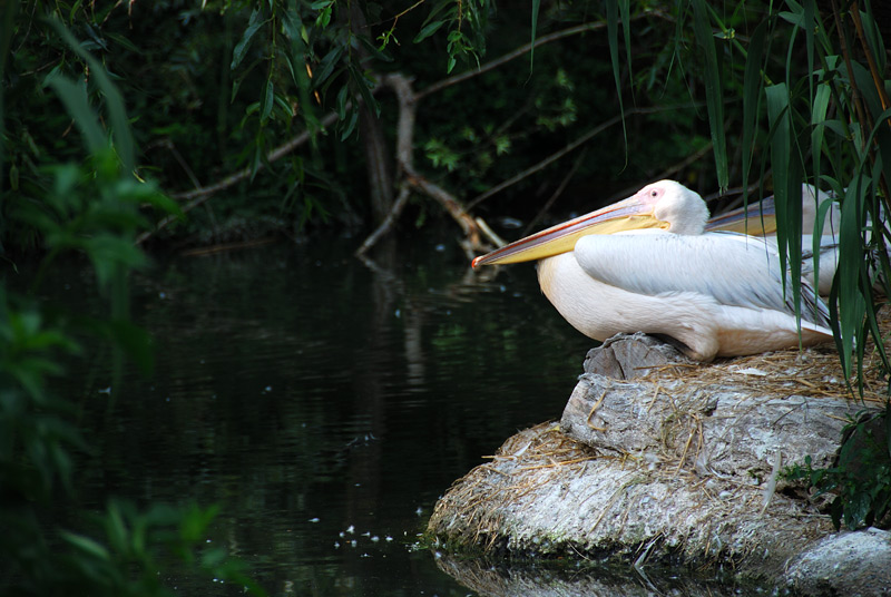 Pelikan im Basler Zoo