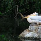 Pelikan im Basler Zoo