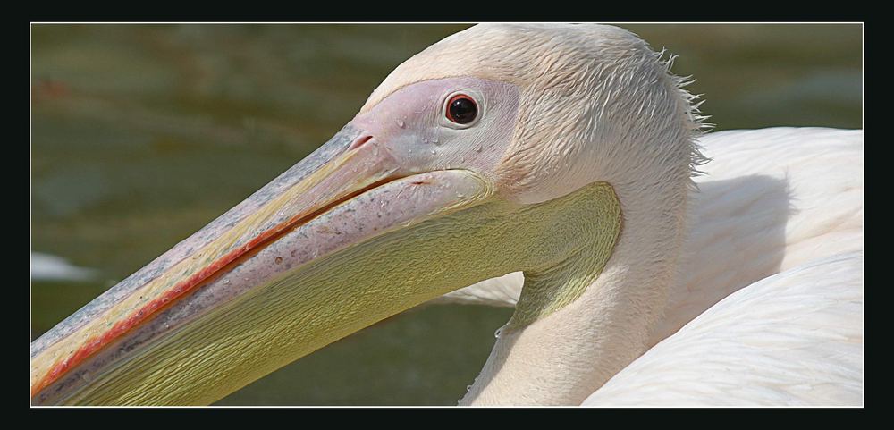 pelikan im berliner tierpark