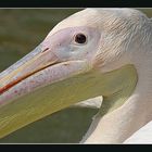 pelikan im berliner tierpark