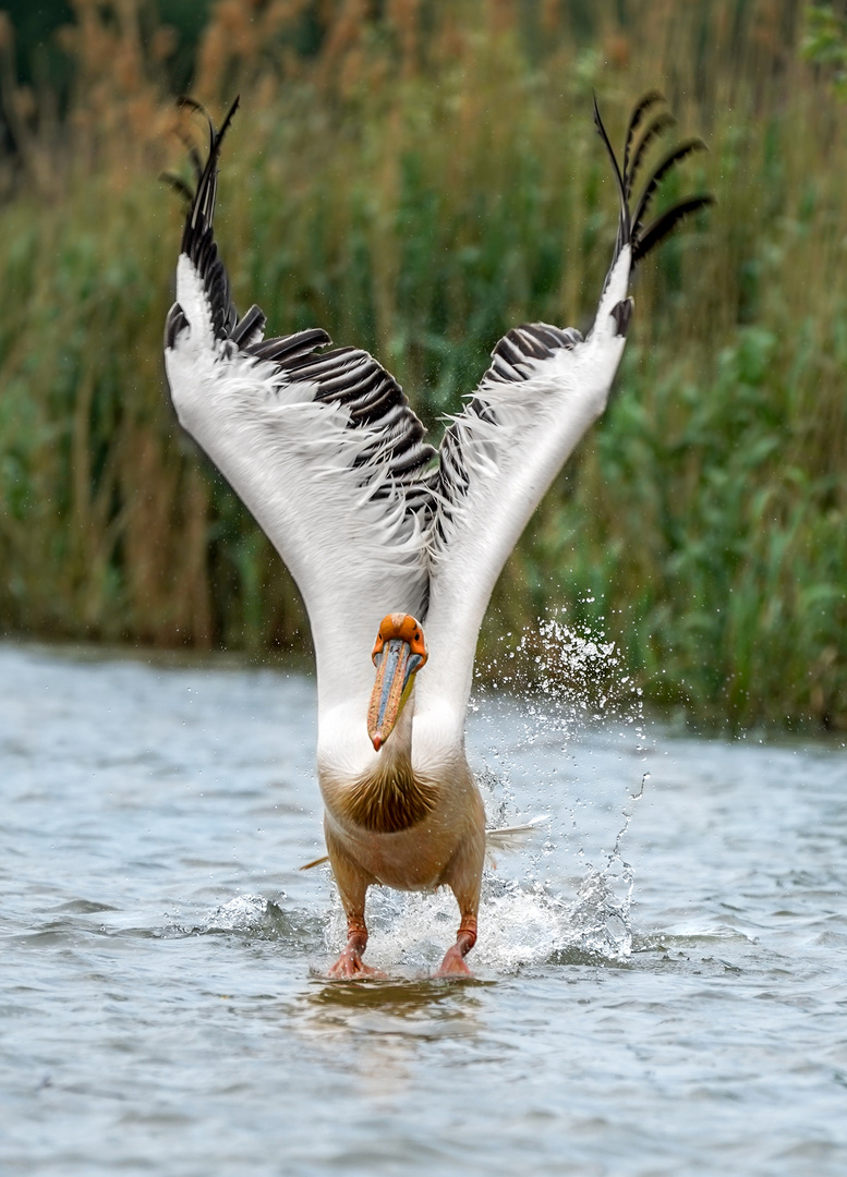 Pelikan im Donaudelta