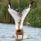 Pelikan im Donaudelta