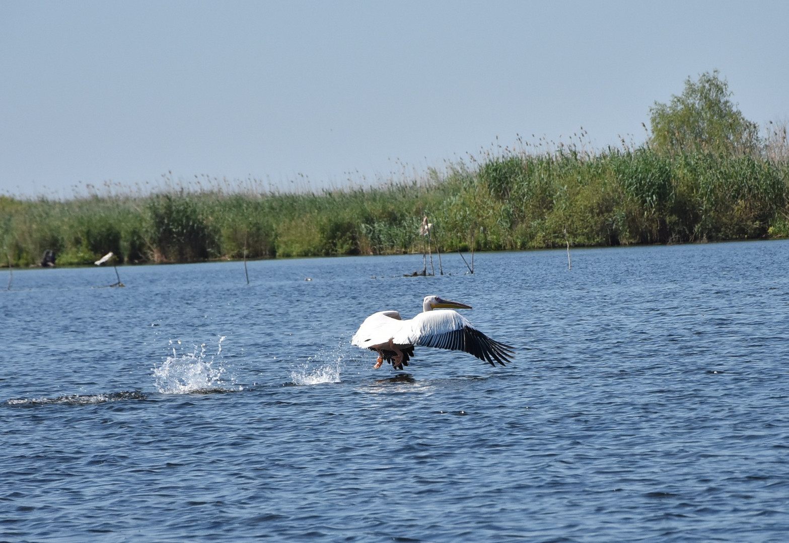 Pelikan im Donaudelta