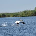 Pelikan im Donaudelta