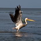 Pelikan im Donaudelta (Sf. George)