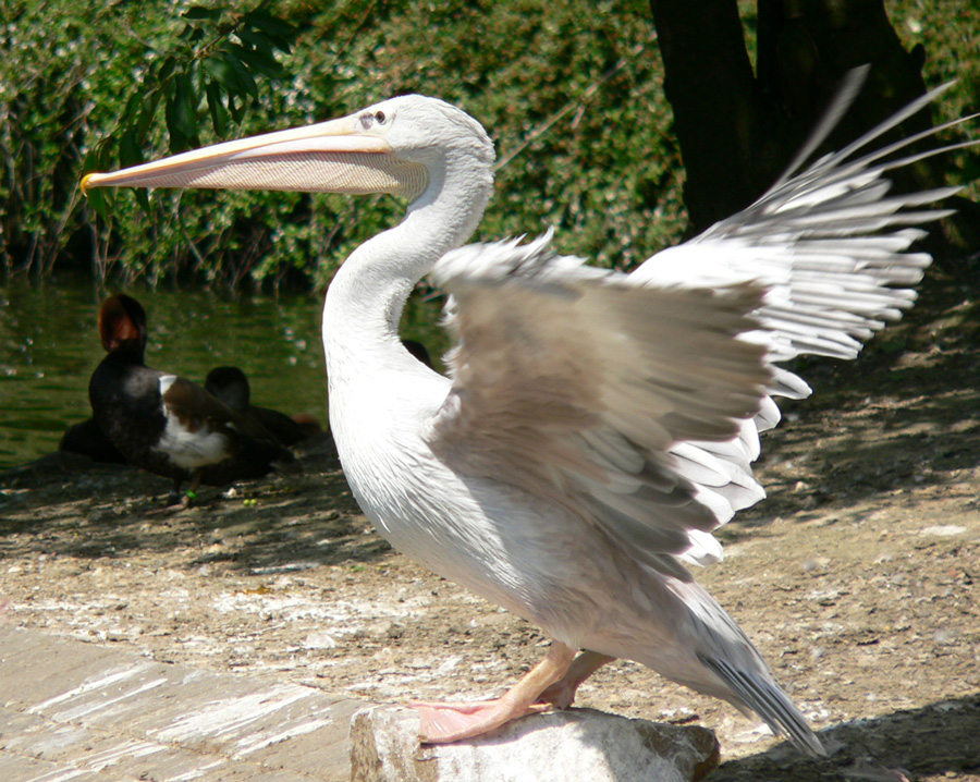 Pelikan im Duisburger Zoo