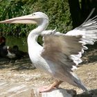 Pelikan im Duisburger Zoo