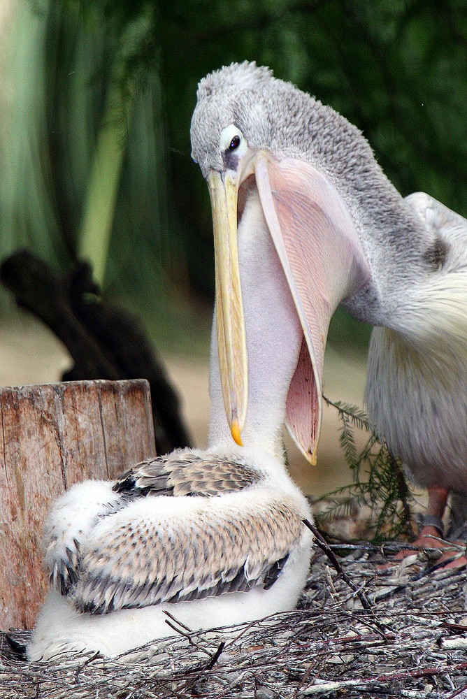 Pelikan im Duisburger Zoo
