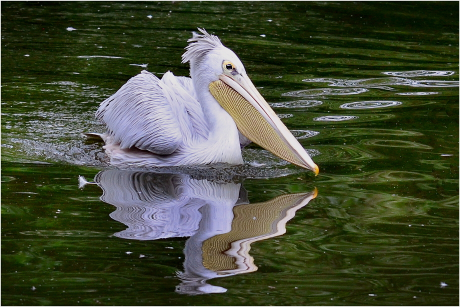 Pelikan im Duisburger Zoo