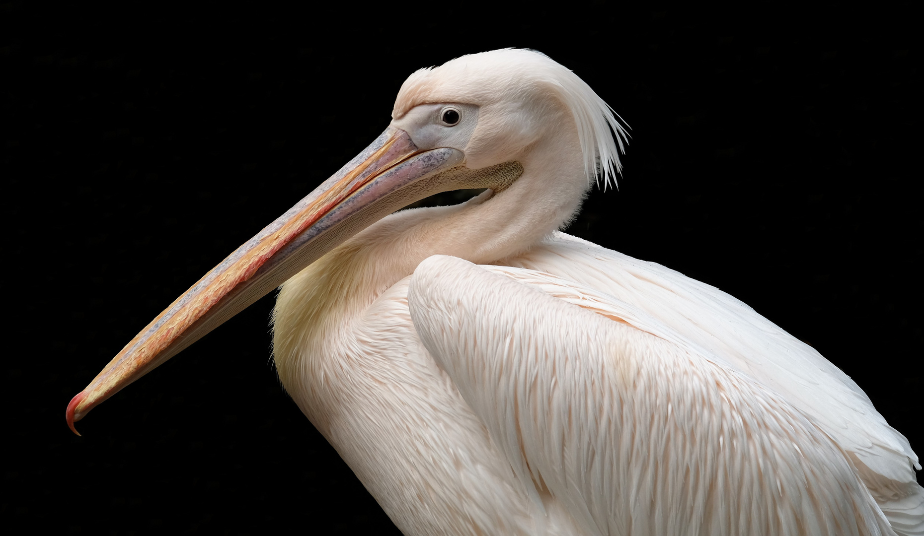 Pelikan im Erlebniszoo Hannover