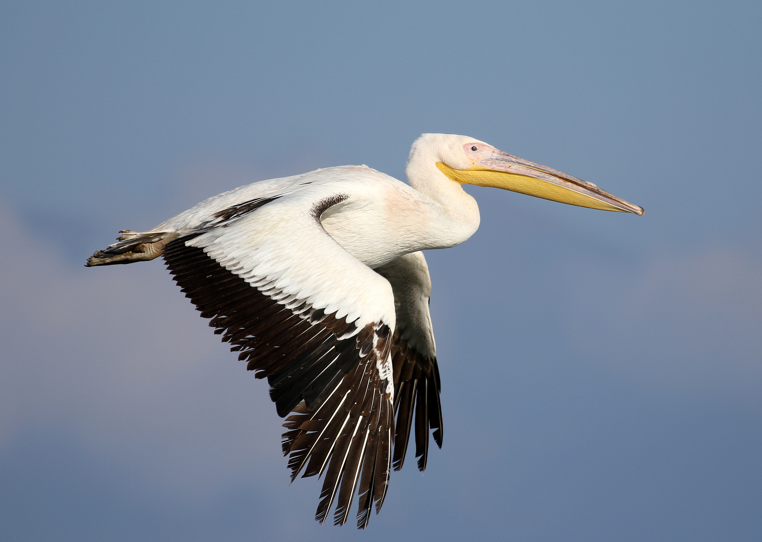 Pelikan im Flug