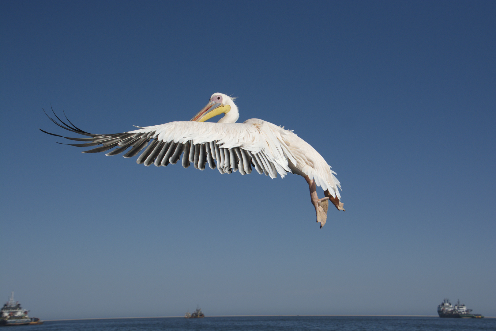 Pelikan im Flug