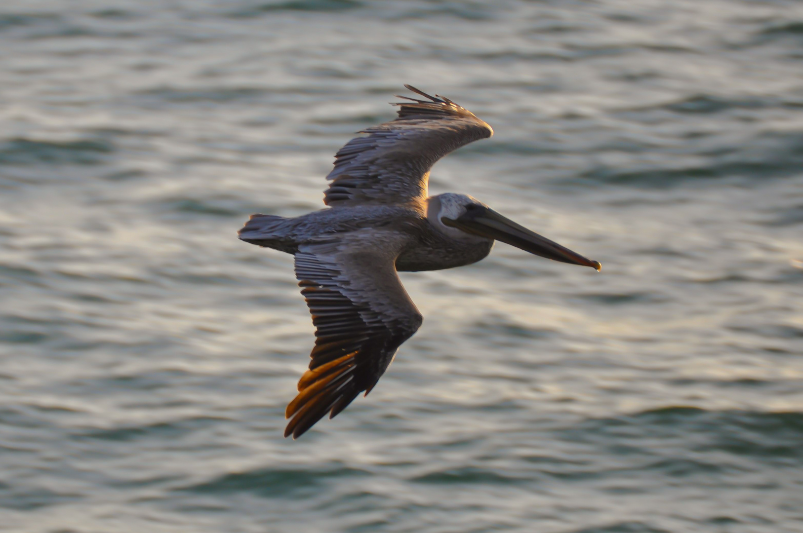 Pelikan im Flug