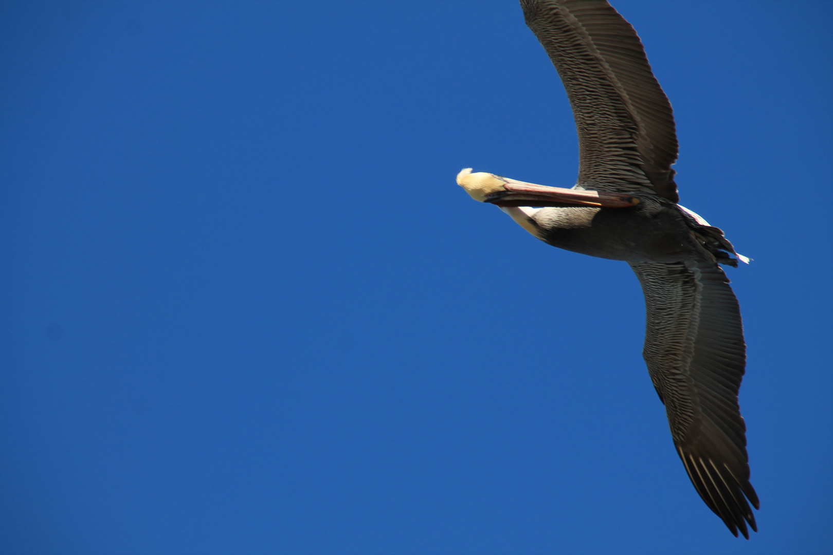 Pelikan im Flug