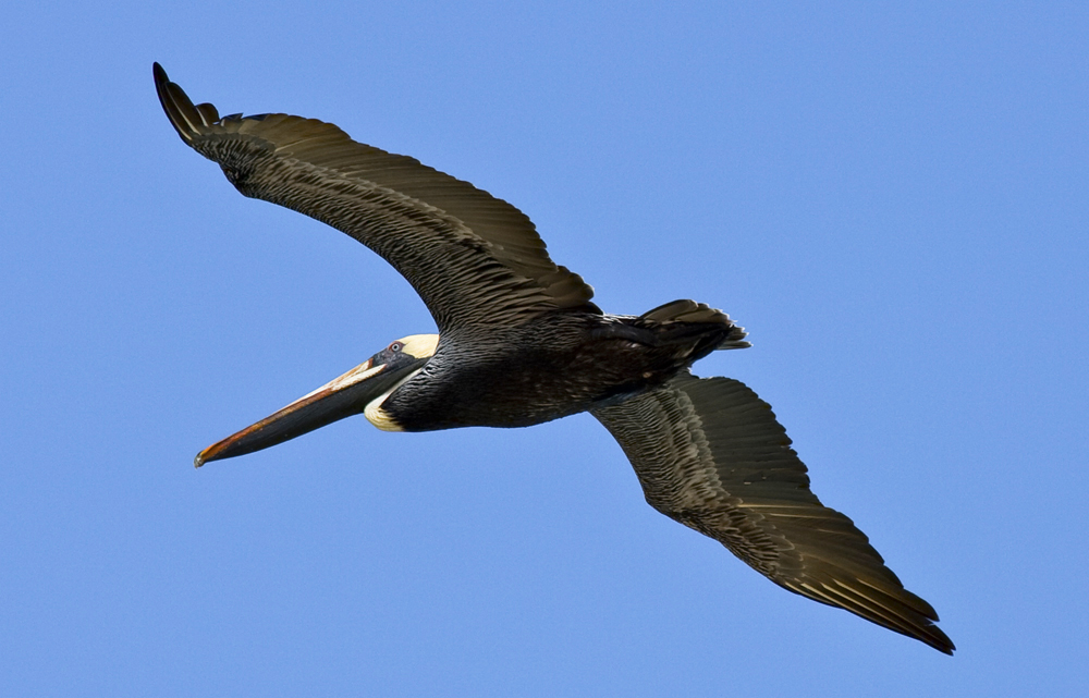 Pelikan im Flug