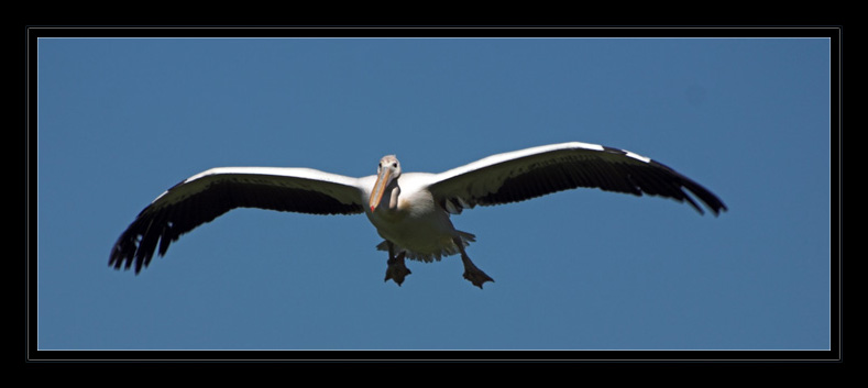 Pelikan im Flug