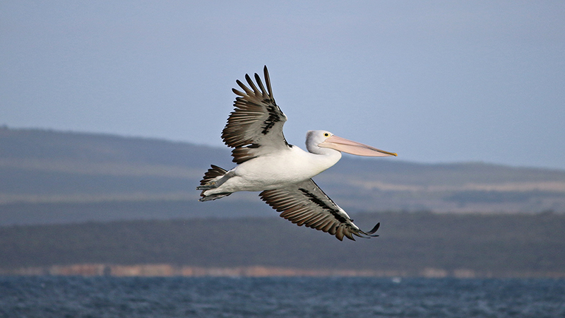 Pelikan im Flug