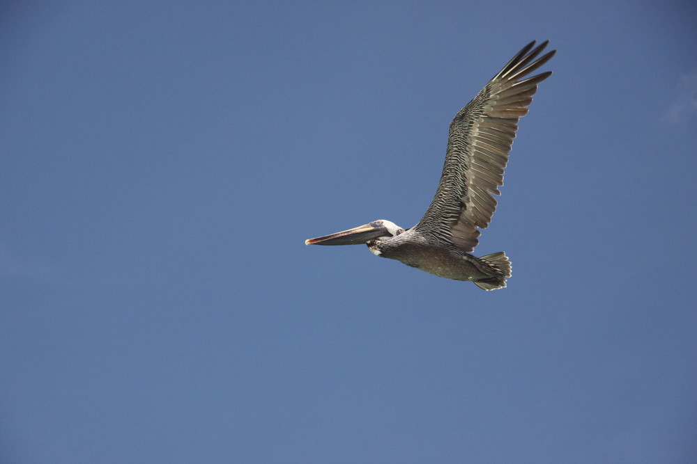 Pelikan im Flug