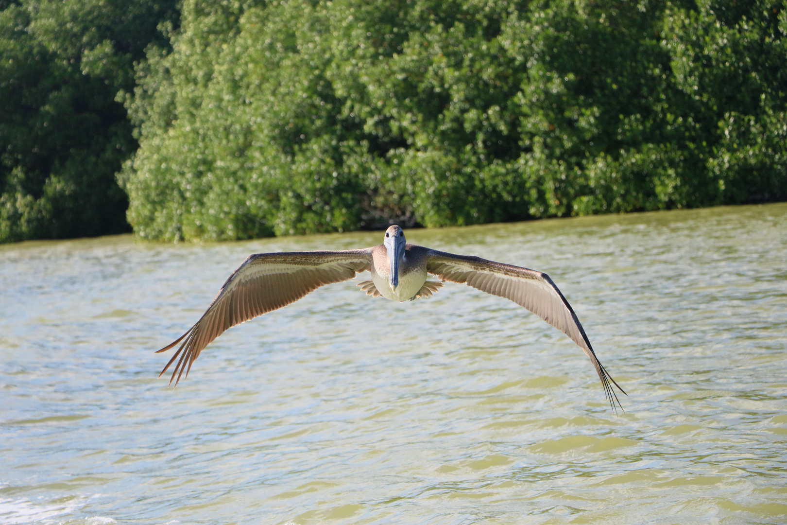 Pelikan im Flug hinter unserem Boot