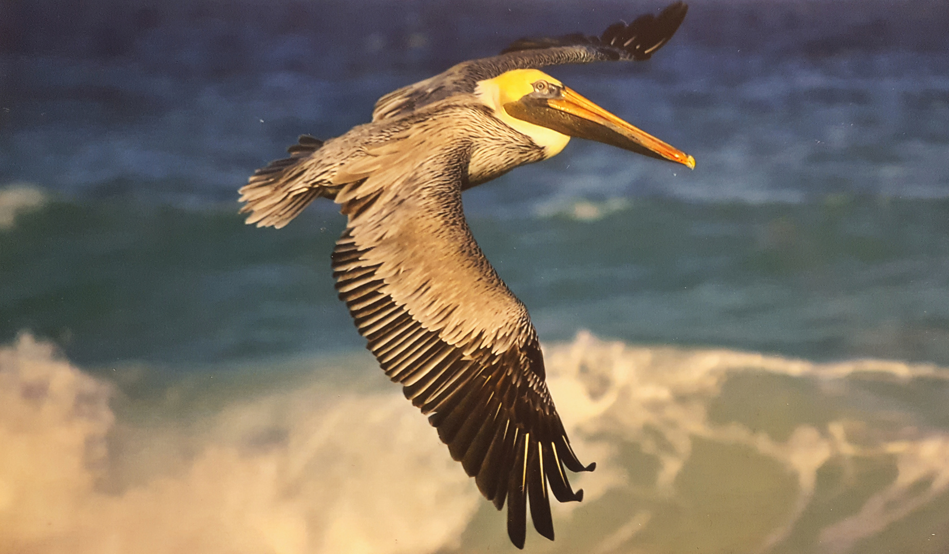 Pelikan im Flug über der brandung